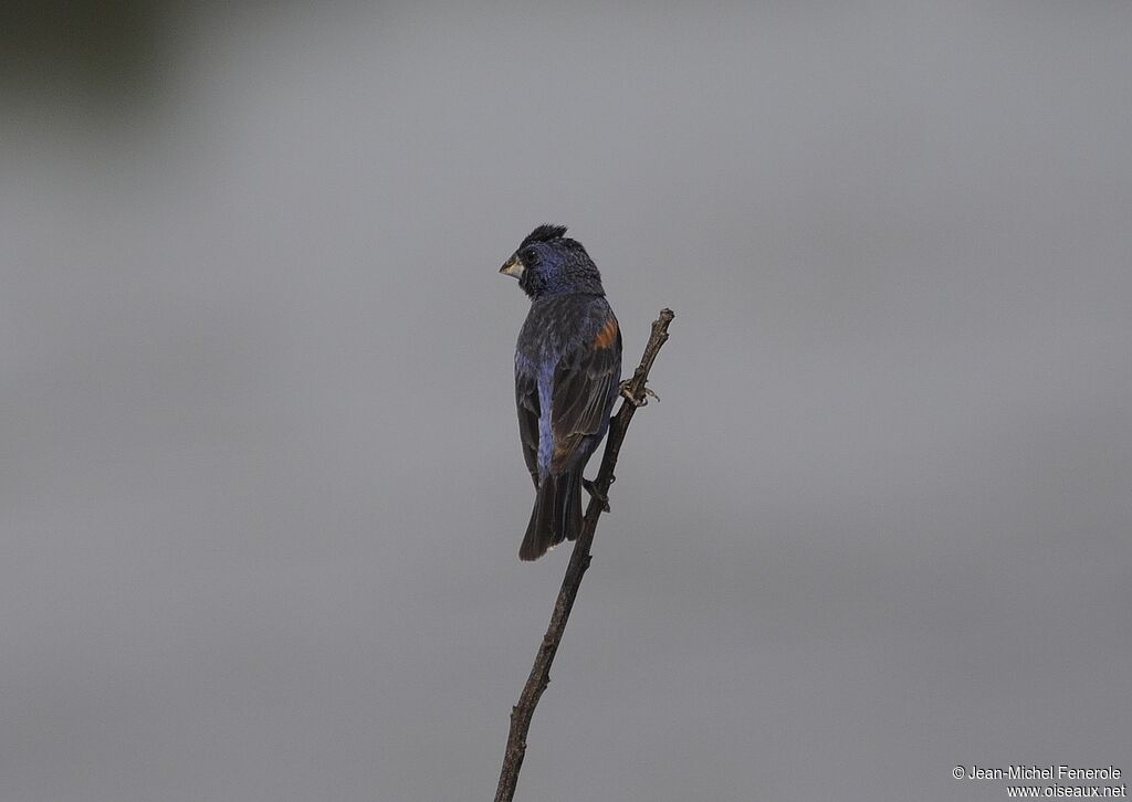 Guiraca bleu