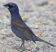 Blue Grosbeak