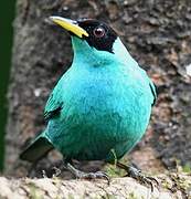 Green Honeycreeper