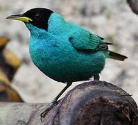 Green Honeycreeper