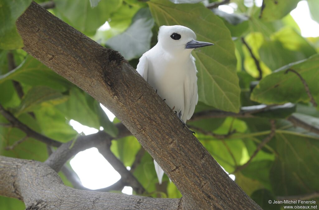 White Tern