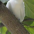 Gygis blanche