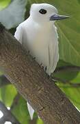 White Tern