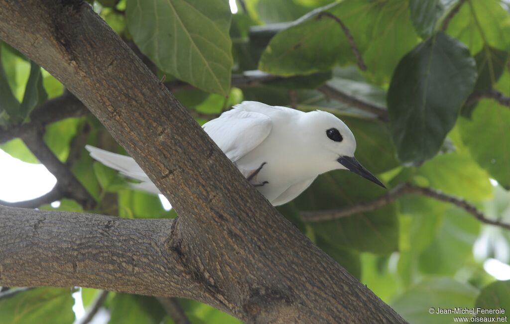 White Tern