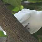 Gygis blanche