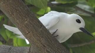 White Tern