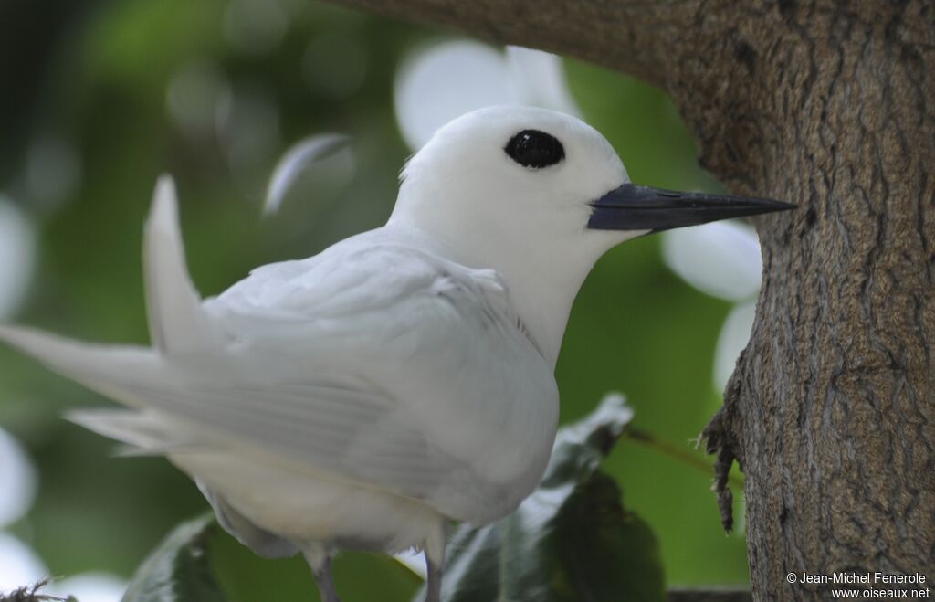 White Tern