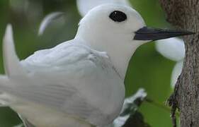 White Tern