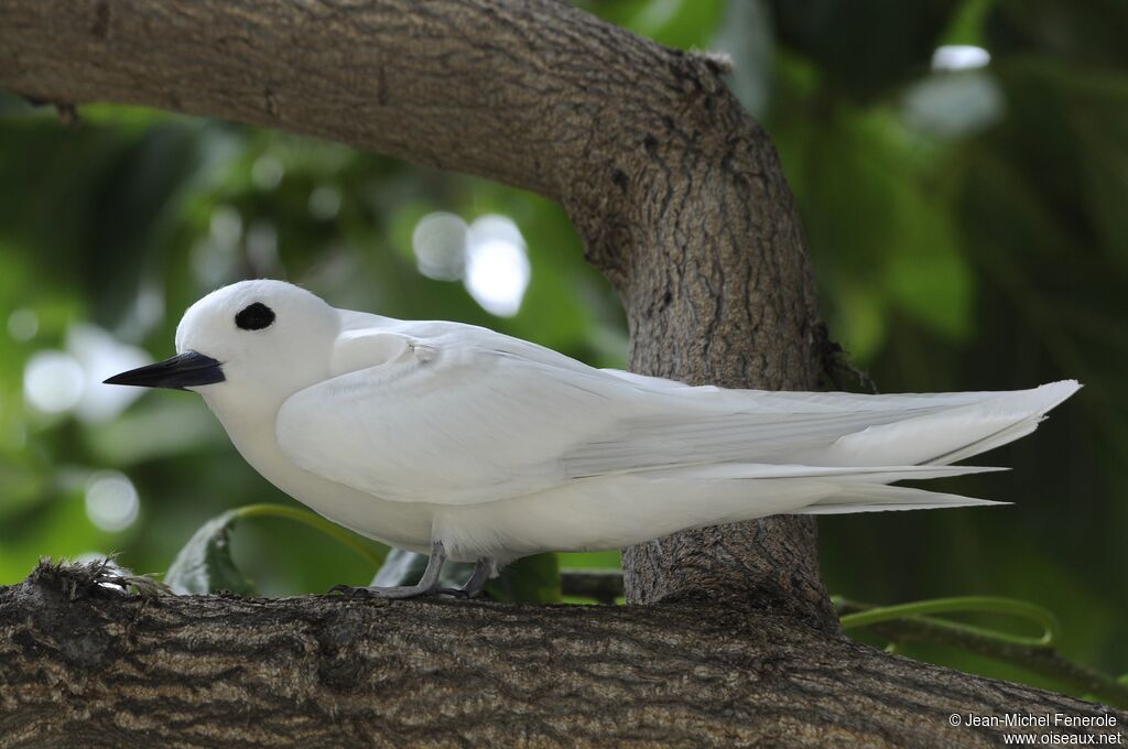 White Tern