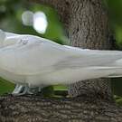 Gygis blanche
