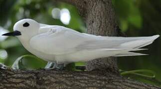 White Tern