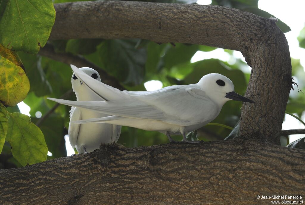 White Tern