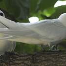 Gygis blanche