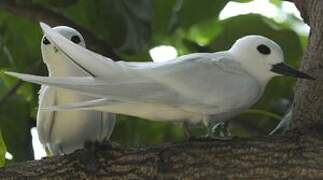 White Tern