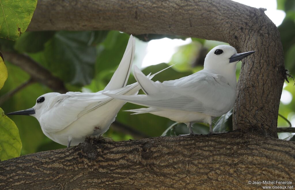 White Tern