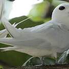 Gygis blanche