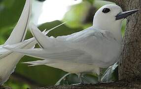 White Tern