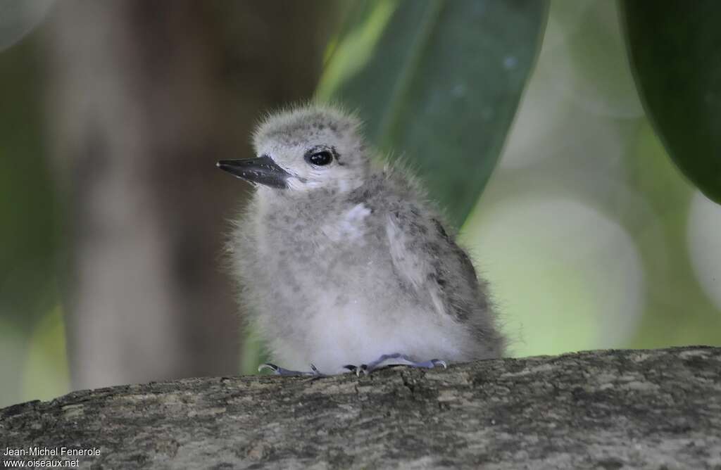 Gygis blanchePoussin, identification