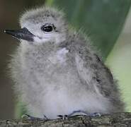 White Tern