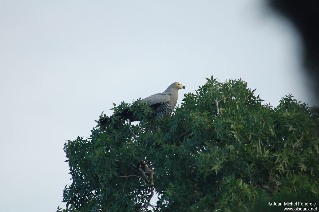 Madagascan Harrier-Hawk