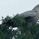 Gymnogène de Madagascar