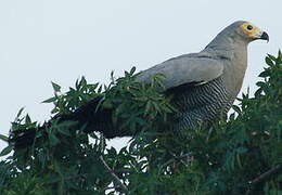 Madagascan Harrier-Hawk