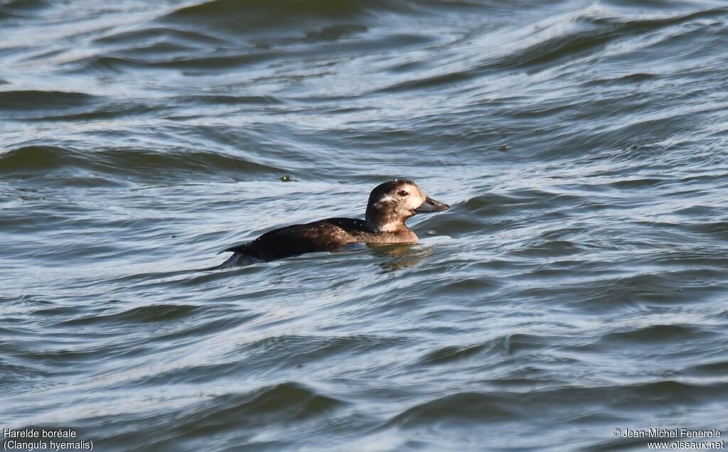 Long-tailed Duck