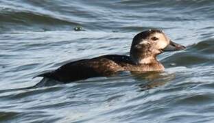 Long-tailed Duck