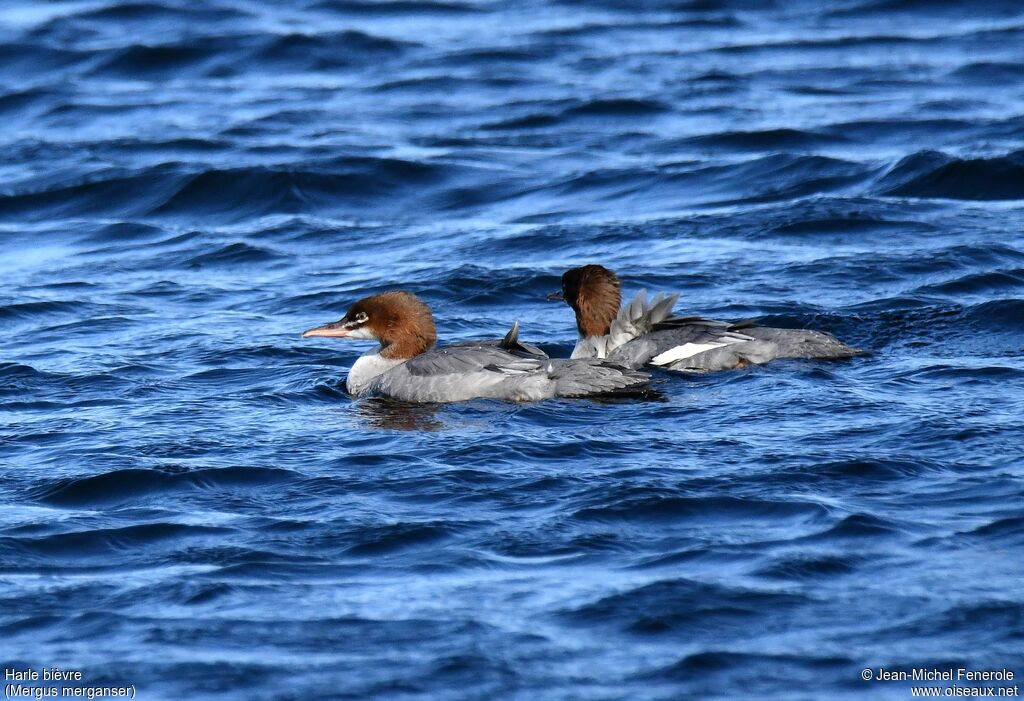 Common Merganser