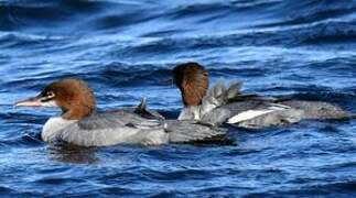 Common Merganser