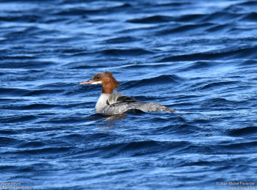 Common Merganser