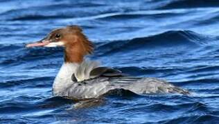 Common Merganser