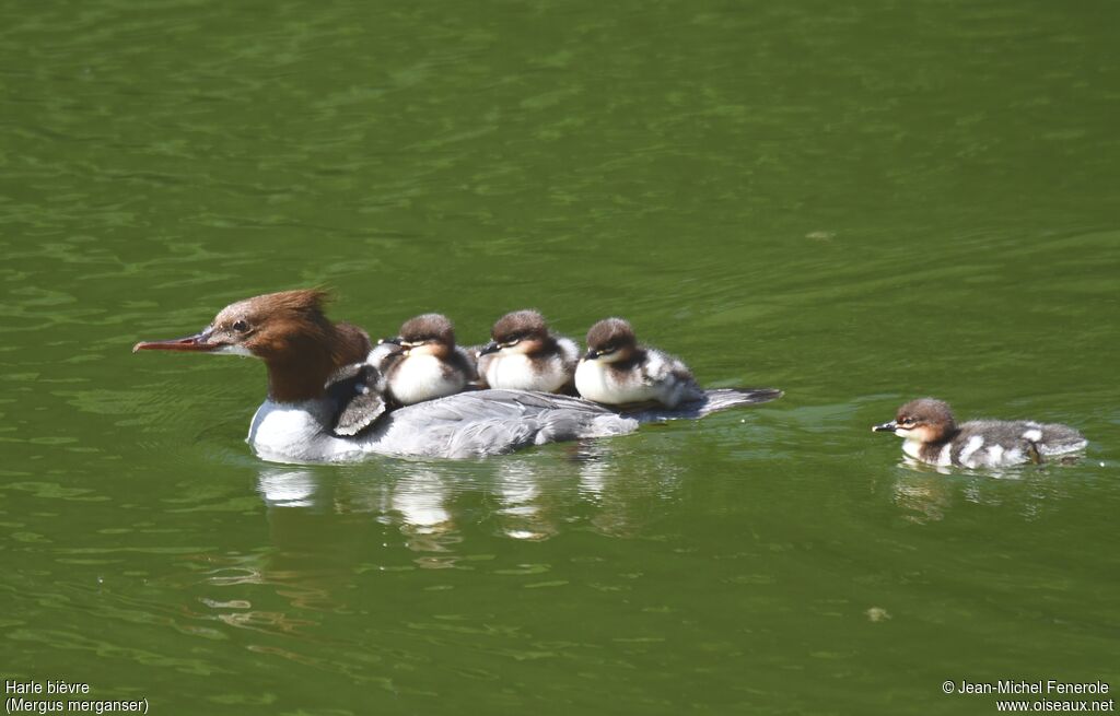 Common Merganser