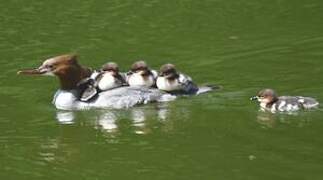 Common Merganser