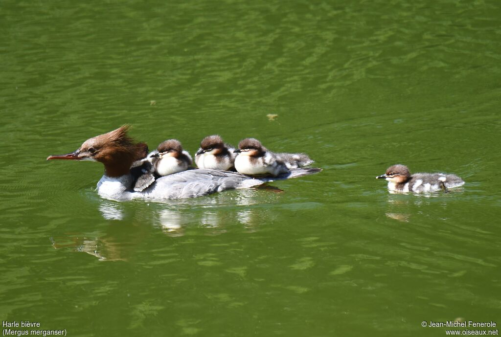 Common Merganser