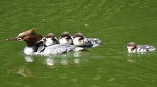 Common Merganser