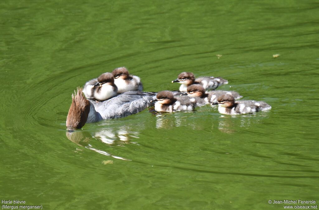 Common Merganser