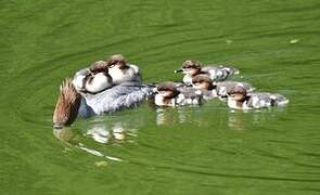 Common Merganser