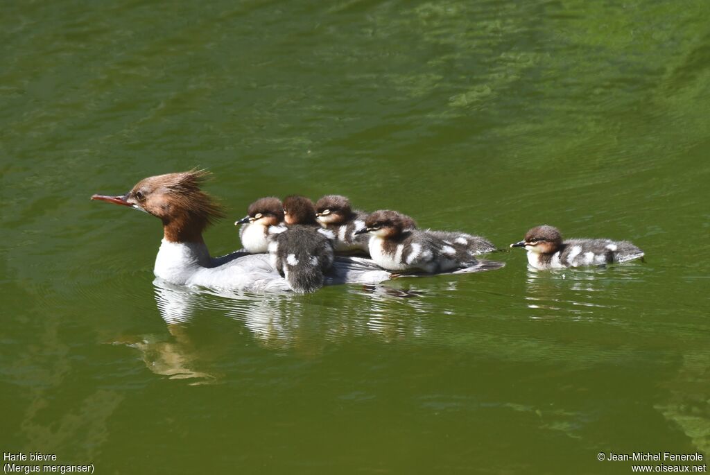 Common Merganser