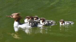 Common Merganser