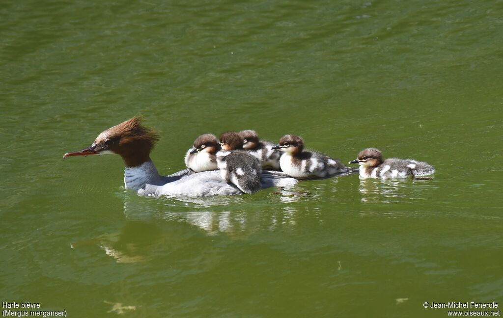 Common Merganser