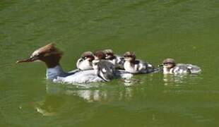 Common Merganser