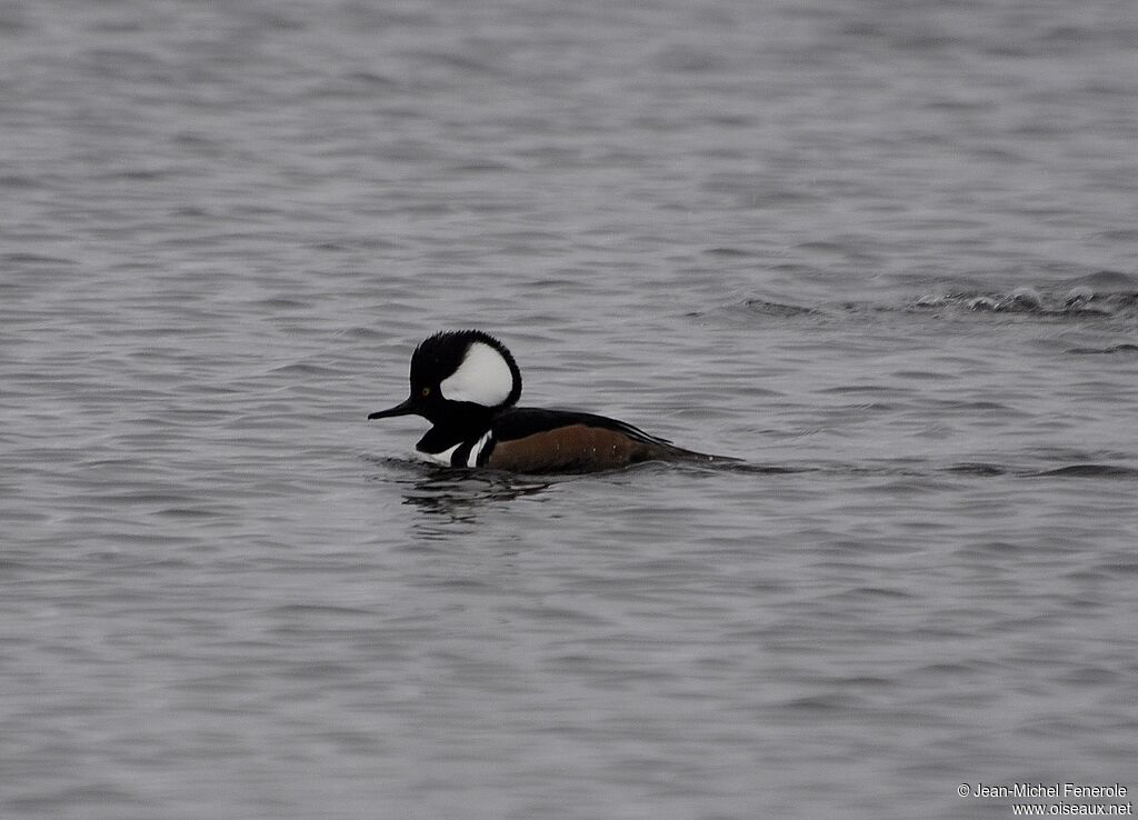 Hooded Merganser