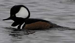 Hooded Merganser