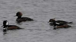 Hooded Merganser