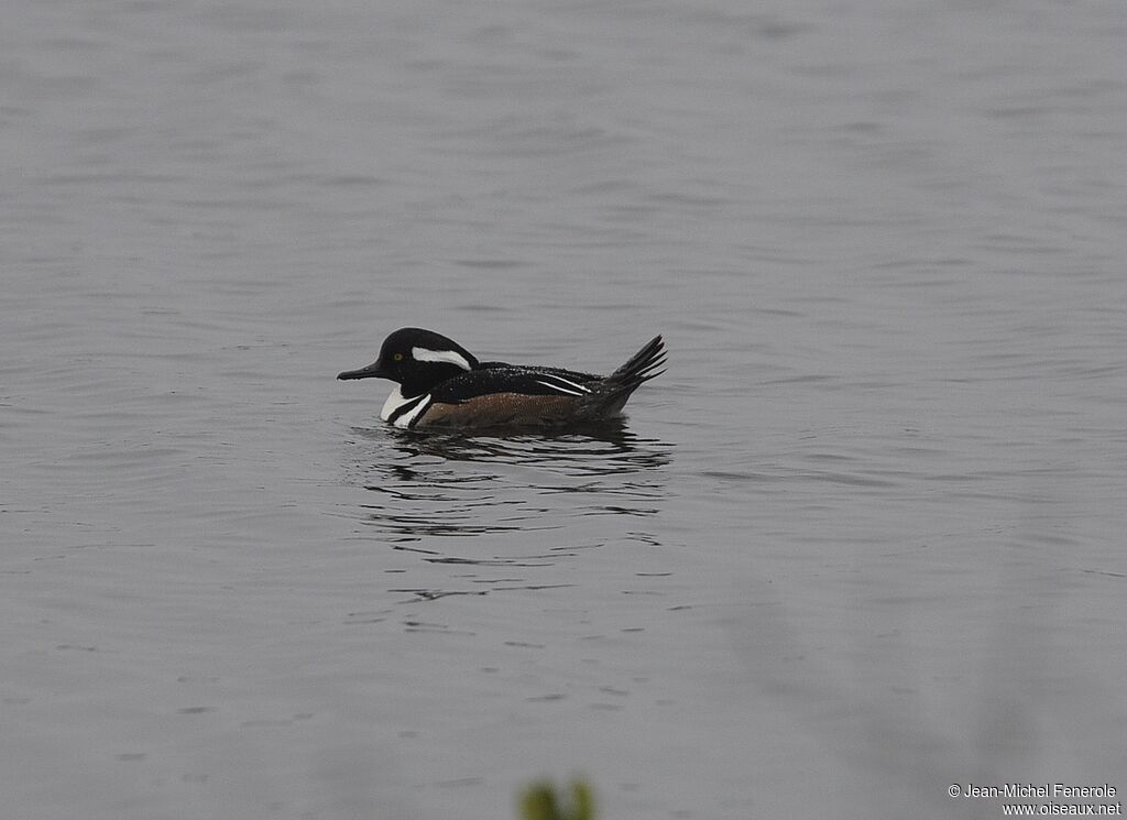 Hooded Merganser