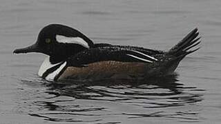 Hooded Merganser