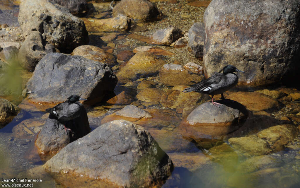 Brazilian Merganseradult, habitat