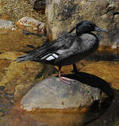 Brazilian Merganser