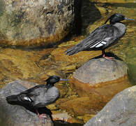 Brazilian Merganser